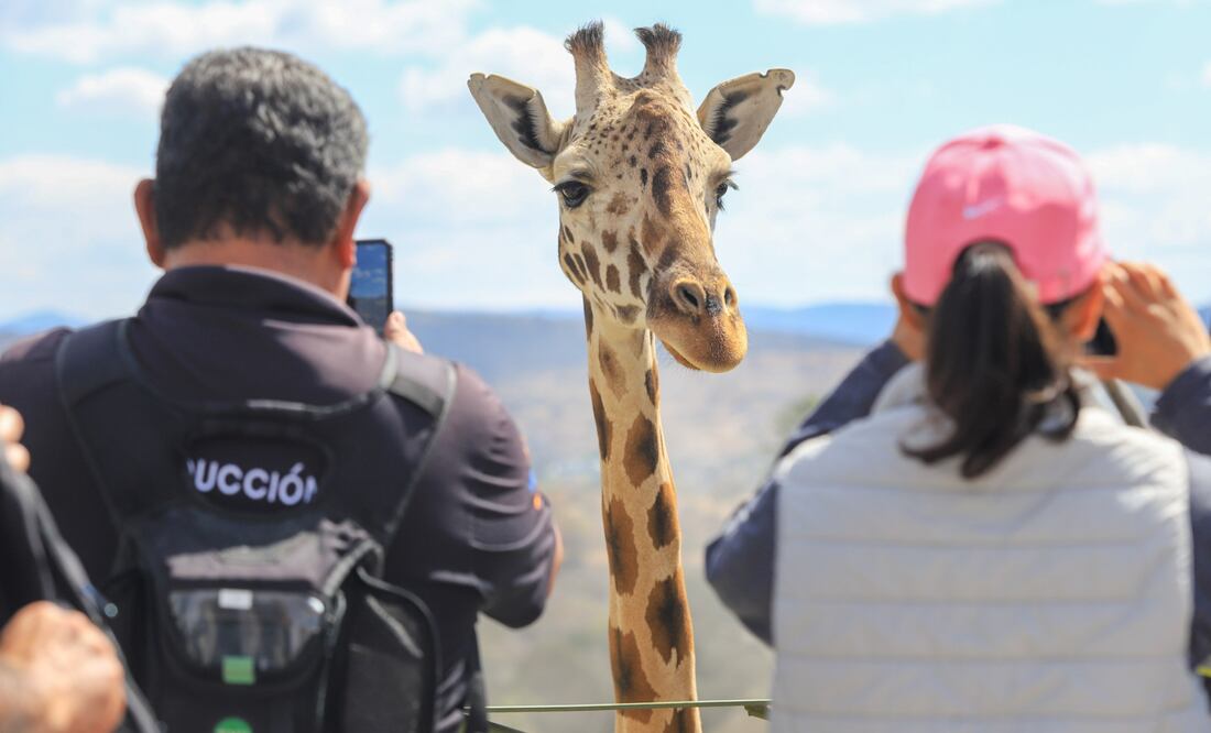 Benito es tan famoso que varias agencias de viajes planean visitas a Africam Safari | EsImagen