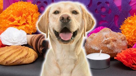 ¿Qué lleva el altar de muertos para mascotas y cuándo llegan a la ofrenda? 