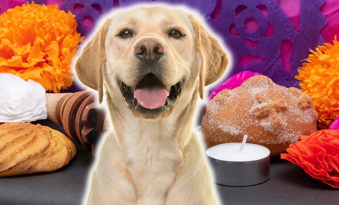 ¿Qué lleva el altar de muertos para mascotas y cuándo llegan a la ofrenda?