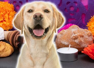 ¿Qué lleva el altar de muertos para mascotas y cuándo llegan a la ofrenda?