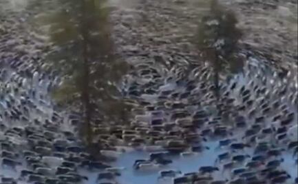 Animales caminan en círculos por días y causan terror en Internet