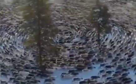 Animales caminan en círculos por días y causan terror en Internet