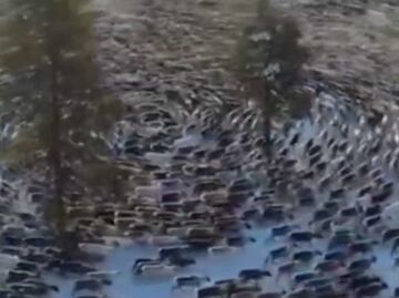 Animales caminan en círculos por días y causan terror en Internet