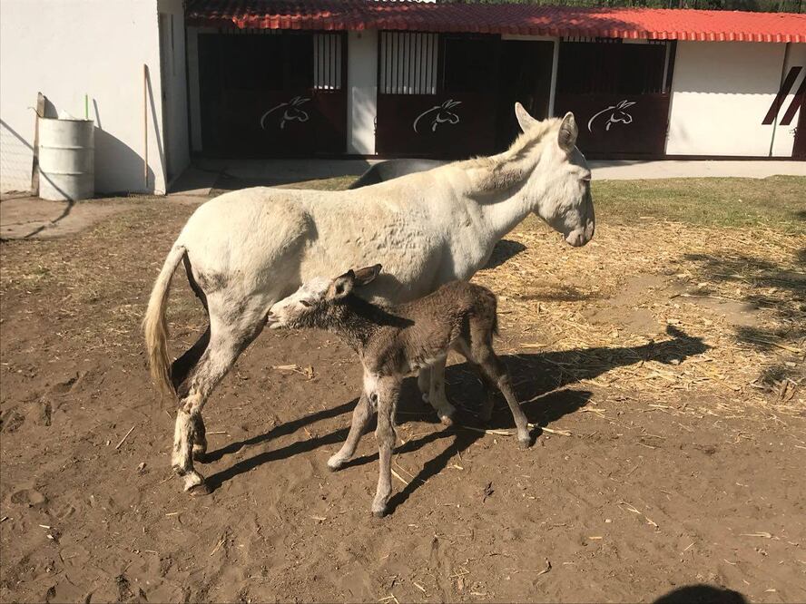 Estos burritos son mascotas que han adoptado en el IPN | Nacimiento en 2018