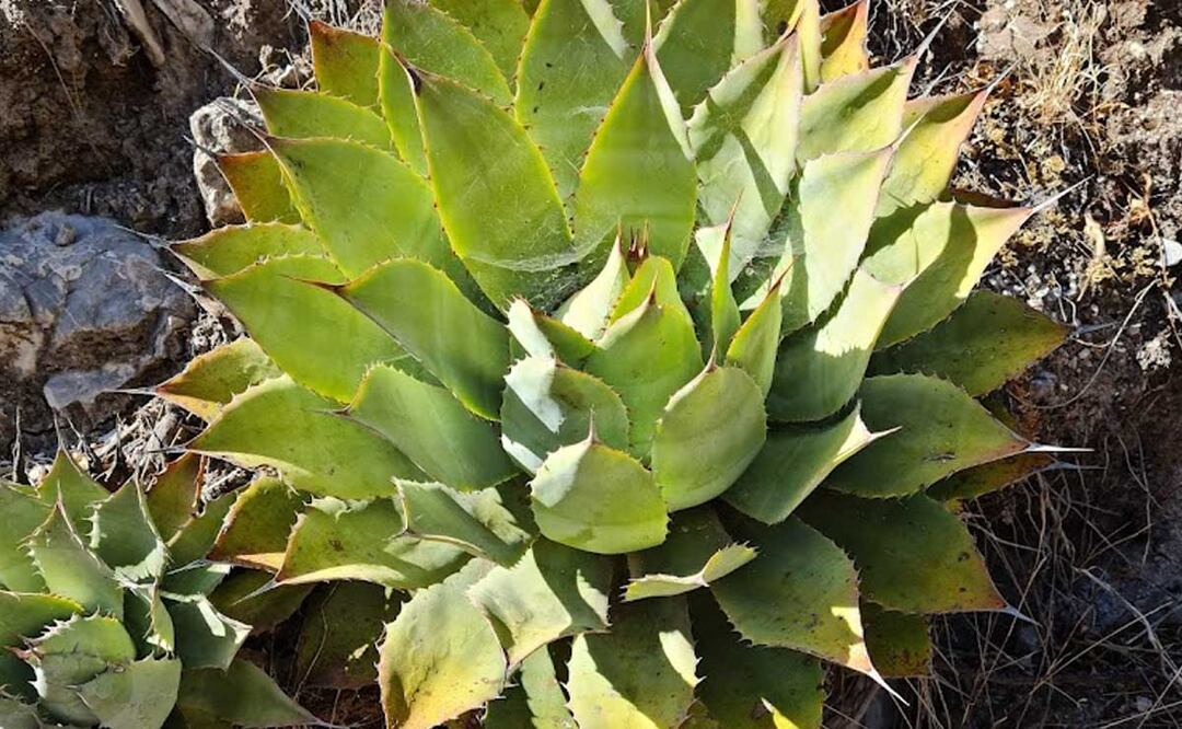 El saqueo de magueyes aumentó por la carencia de plantaciones para atender la demanda de mezcal | Foto: Antonio Valencia Google Maps