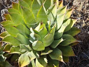 Aumenta robo de magueyes de la Reserva de la Biósfera para producir mezcal