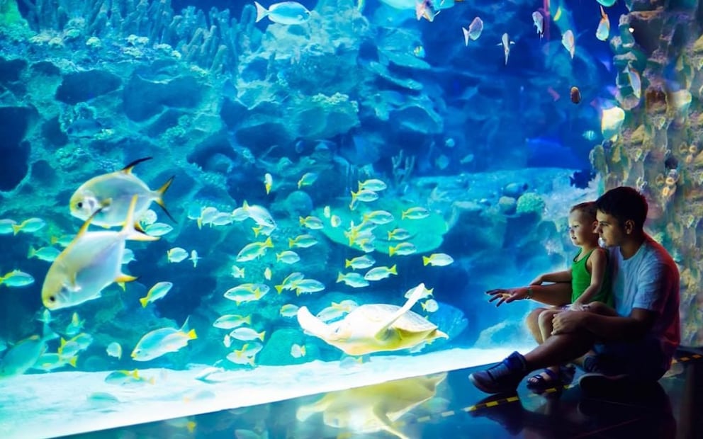 Foto: puebla-es.acuariomichin.com