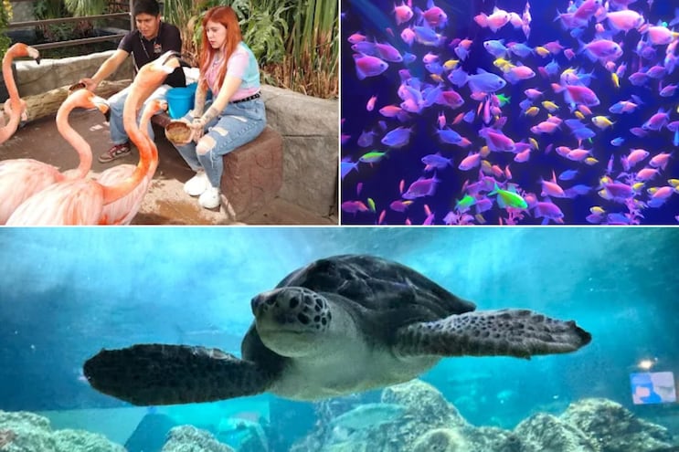 Acuario Michin: ¿qué incluye el acceso total y cuánto cuesta la entrada en estas vacaciones 2026?