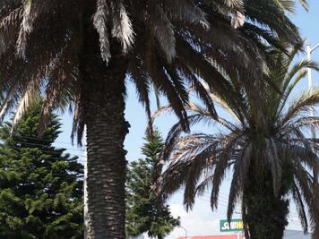 Analiza Ayuntamiento de Puebla retirar palmeras “enfermas”