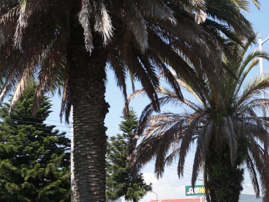 Analiza Ayuntamiento de Puebla retirar palmeras “enfermas”
