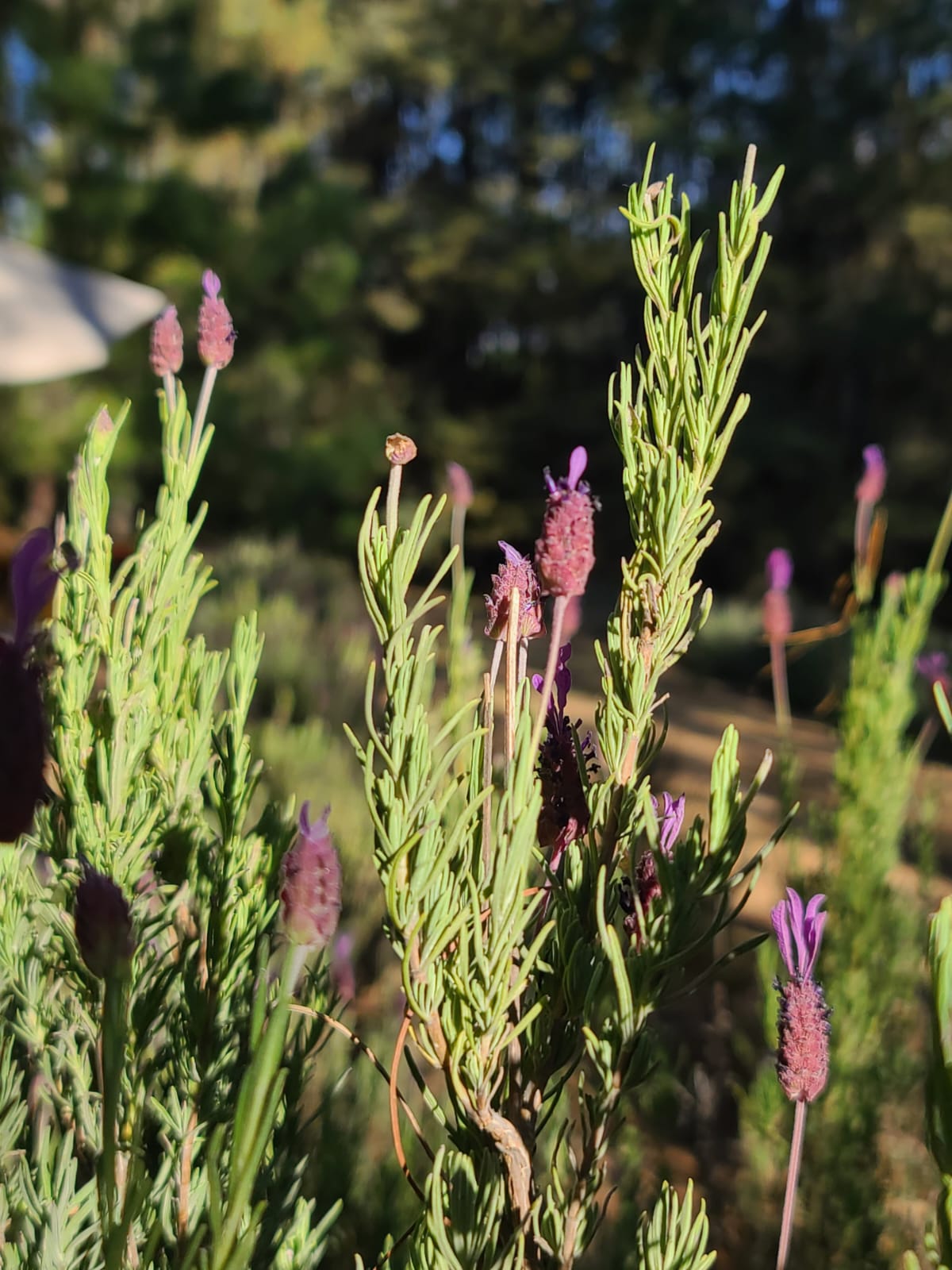 En Santa Rita Tlahuapan podrás encontrar estos hermosos campos de lavanda | Foto: Facebook Rancho Lavanda