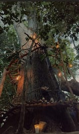 En Puebla hay un bosque encantado, conoce este misterioso lugar