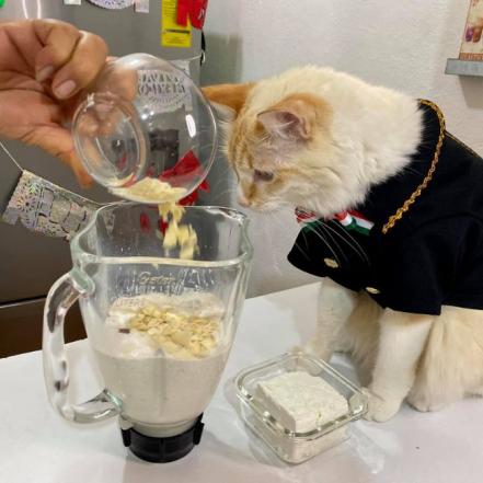 Fygo, el gato chef y su receta de chiles en nogada... meowgada 