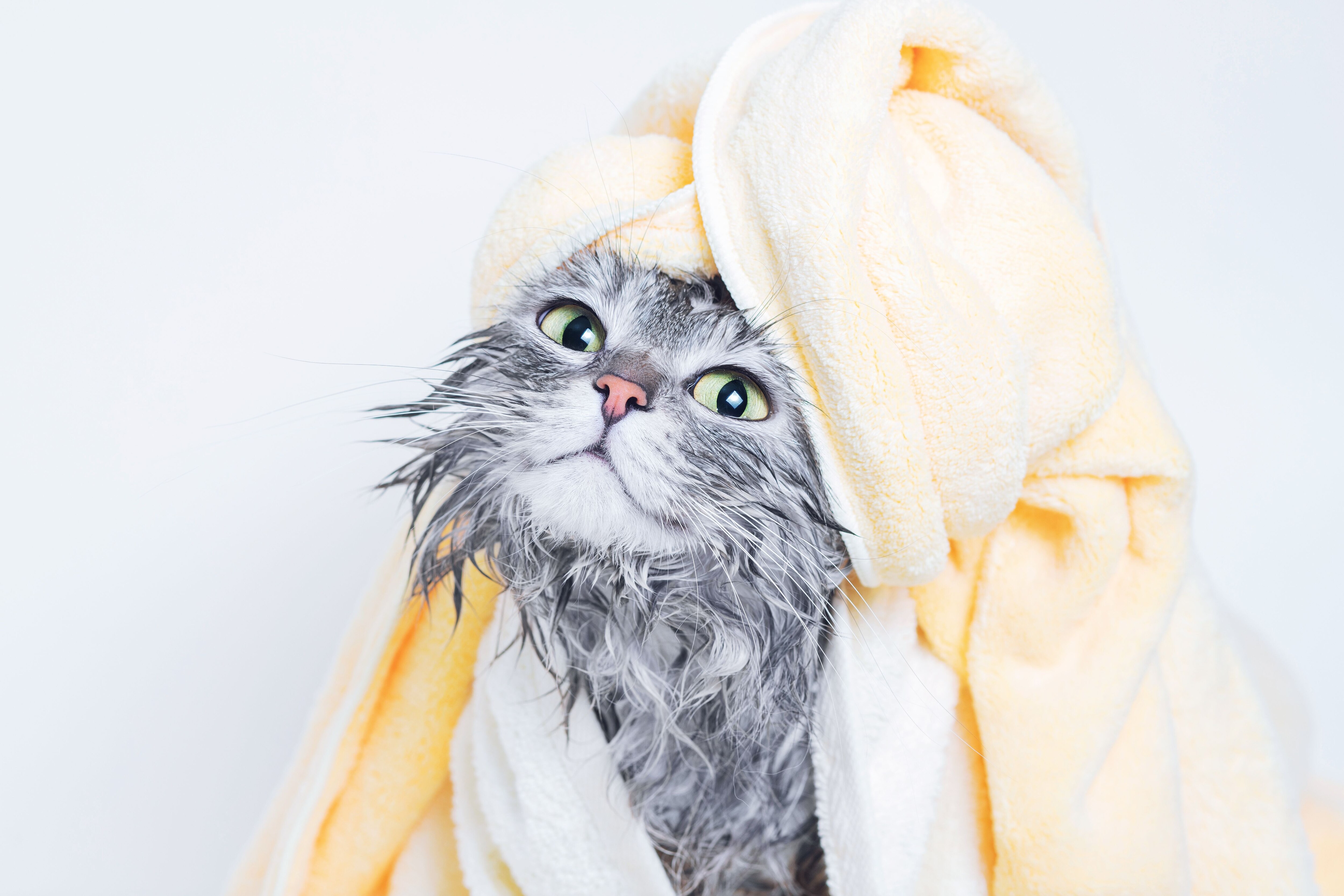 3 tips para bañar a tu gato y no morir en el intento