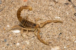 Reportan plaga de alacranes en Puebla, estas son las colonias afectadas