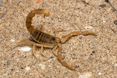 Reportan plaga de alacranes en Puebla, estas son las colonias afectadas