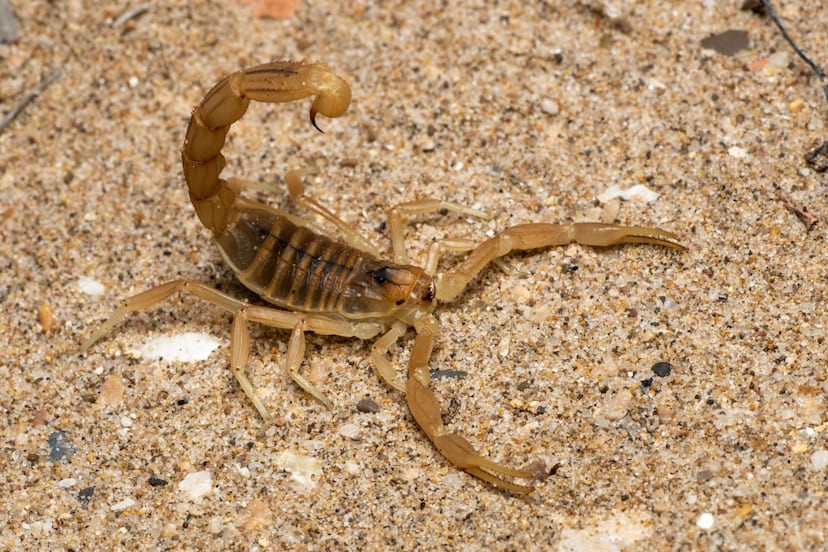 Reportan plaga de alacranes en Puebla, estas son las colonias afectadas