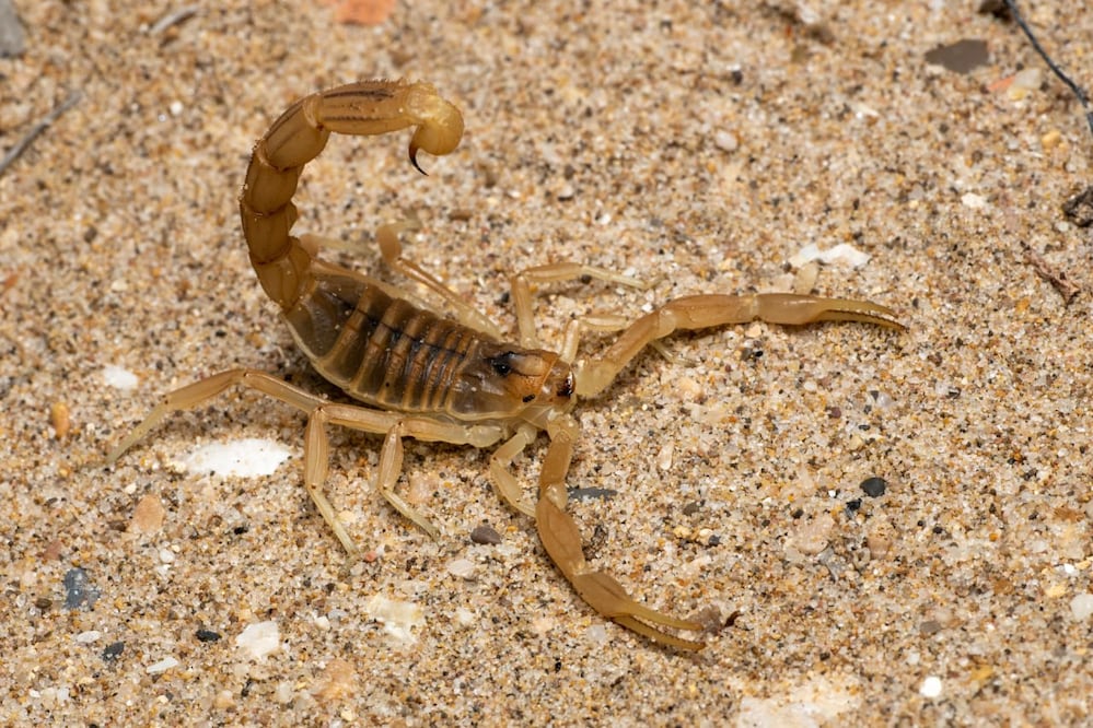 Vecinos reportan presencia de alacranes en la ciudad de Puebla | Foto: Pexels