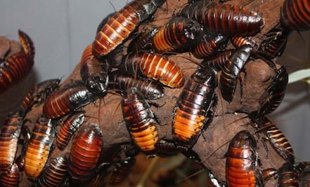 ¿Cómo eliminar las cucarachas con vinagre?