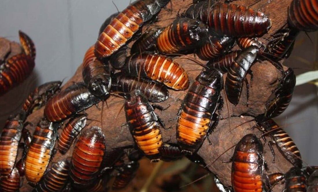 Un zoológico lanzó la divertida iniciativa de ponerle a una cucaracha el nombre de tu ex | Foto: Archivo El Universal