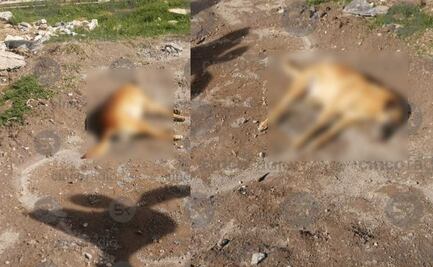 Maltrato animal en Puebla: Envenenan a perritos en Cuautlancingo