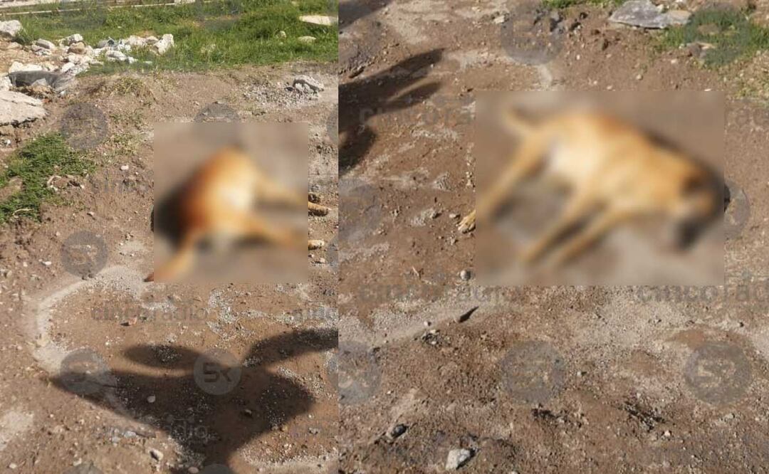 En Cuautlancingo se reportó un envenenamiento masivo de lomitos sobre la calle Margaritas y San Miguel | Twitter Cinco Radio