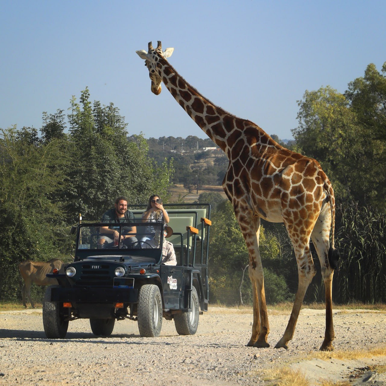 Foto: africamsafari.com