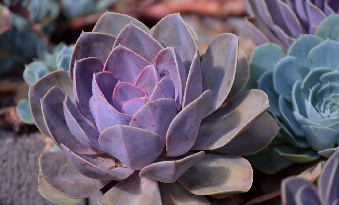 El Festival de Suculentas se lleva a cabo el 15 y 16 de junio | Foto: Miguel Á. Padriñán de Pixabay