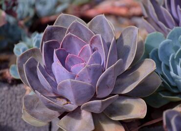 Primer Festival de Suculentas a menos de 1 hora de Puebla