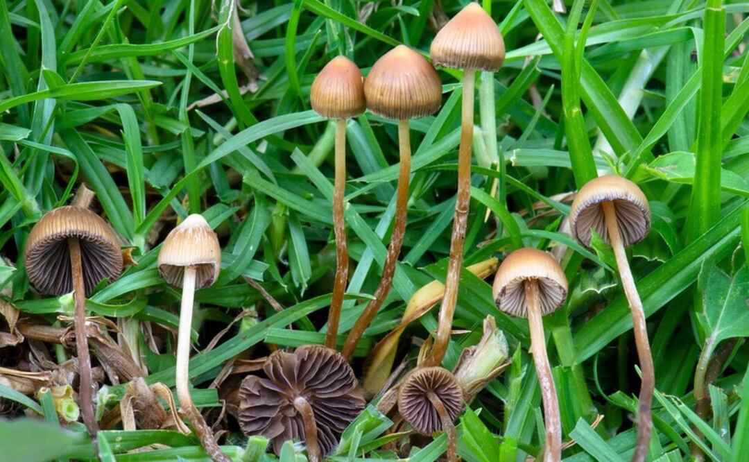 Puebla es un estado donde hay gente que se dedica exclusivamente a la recolección de hongos silvestres | Foto: Meer