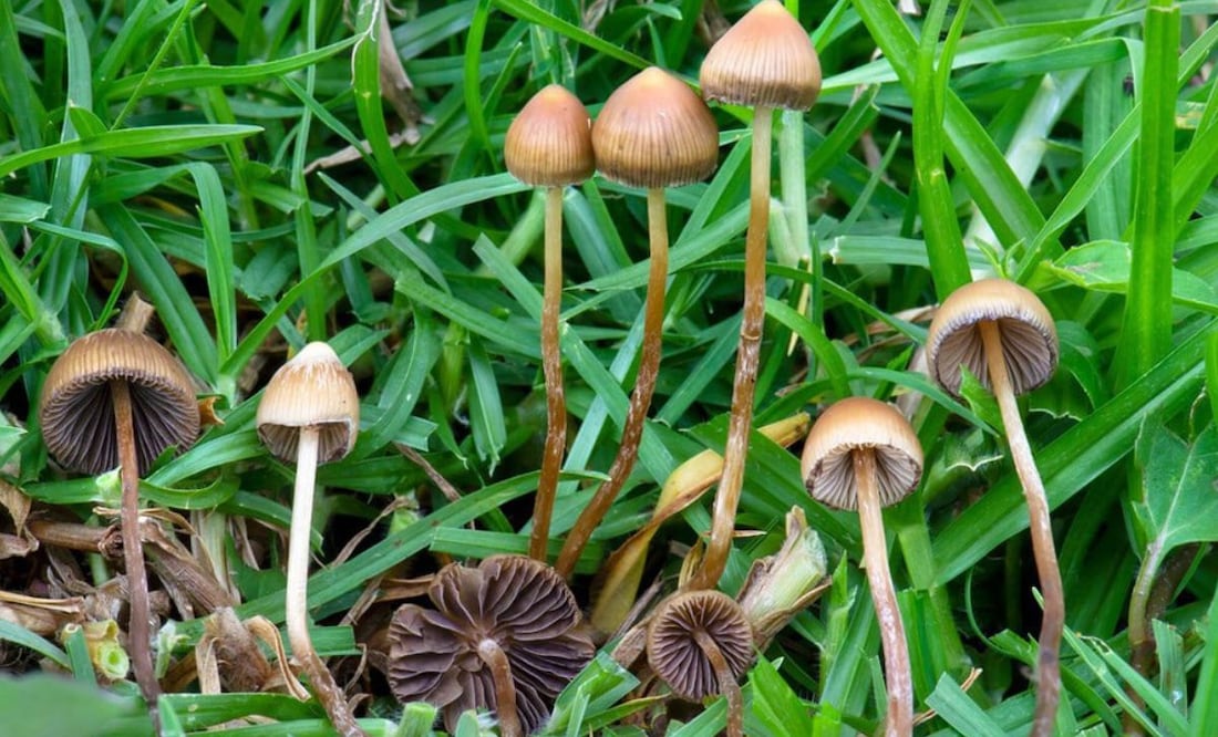 Puebla es un estado donde hay gente que se dedica exclusivamente a la recolección de hongos silvestres | Foto: Meer