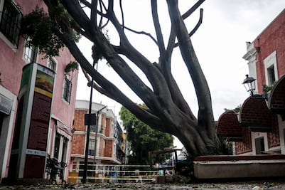 Ayuntamiento de Puebla derribará más de 2 mil árboles por riesgo de colapso