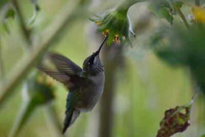 En Puebla existe un hermoso santuario dedicado al rescate de colibríes ¡Conócelo!