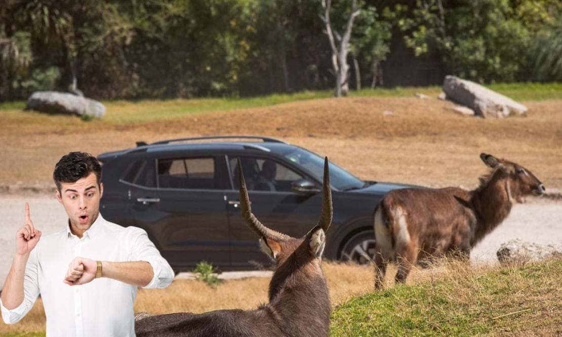 Conoce la mejor hora para visitar el Africam Safari en Puebla | Foto: Producción El Universal