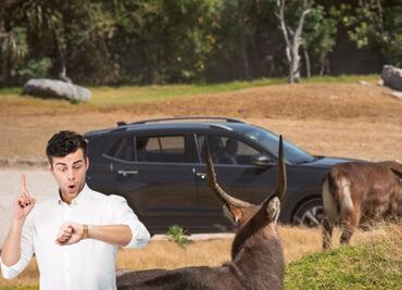 ¿Cuál es la mejor hora para ir a Africam Safari de Puebla?