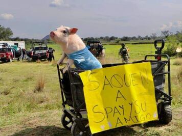 Lupito El Cerdito, un activista radical