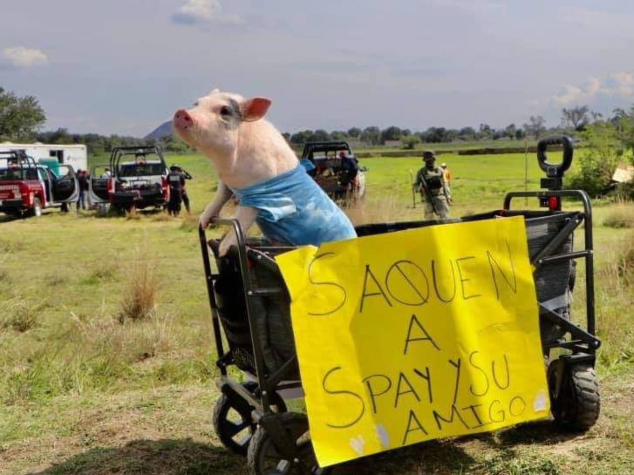 Lupito El Cerdito, un activista radical