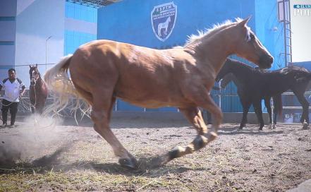 ​Así es la vida de los caballos policía que combaten el crimen