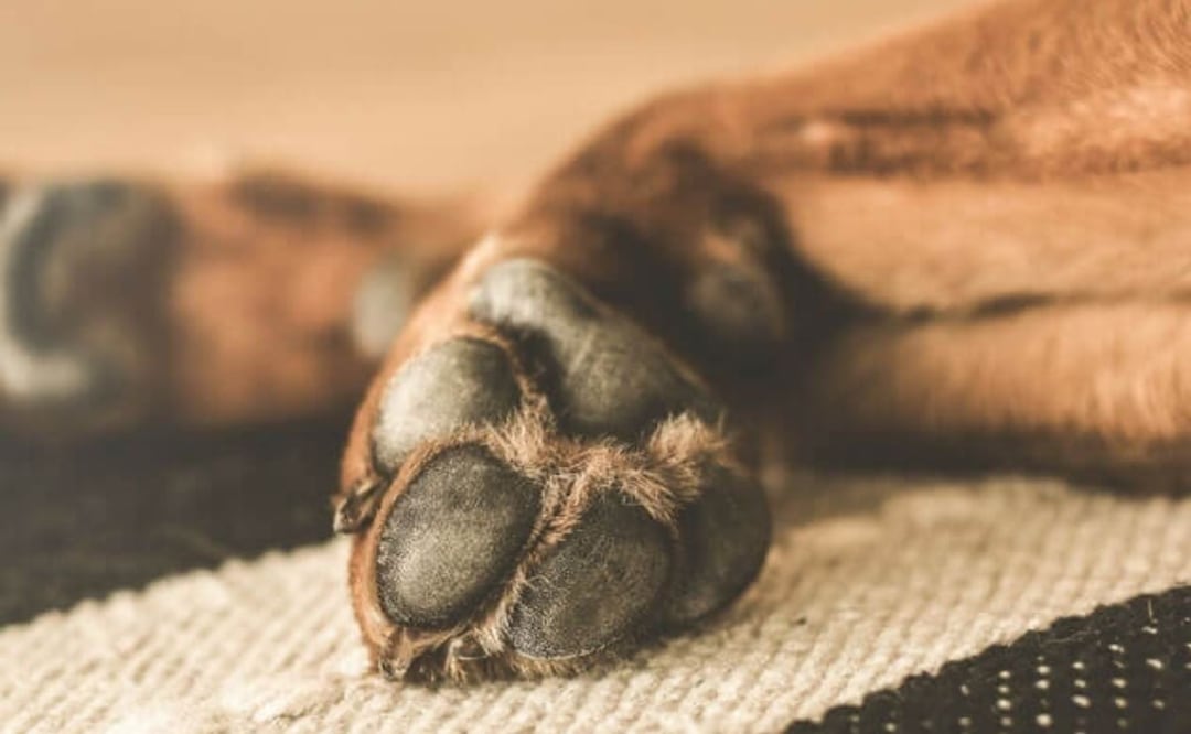 Las fotos de un perrito que falleció ahorcado en La Resurrección indignó a los internautas por la negligencia de sus dueños | Foto: Mascota y Salud