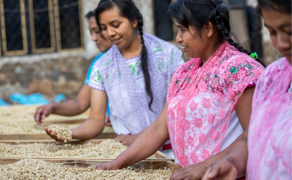 Mujeres de Puebla cultivan café para ser libres y son proveedoras de Starbucks I Foto: Starbucks