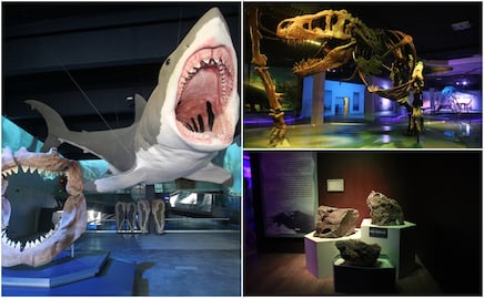 Museo de la Evolución resguarda colección científica más importantes de Puebla