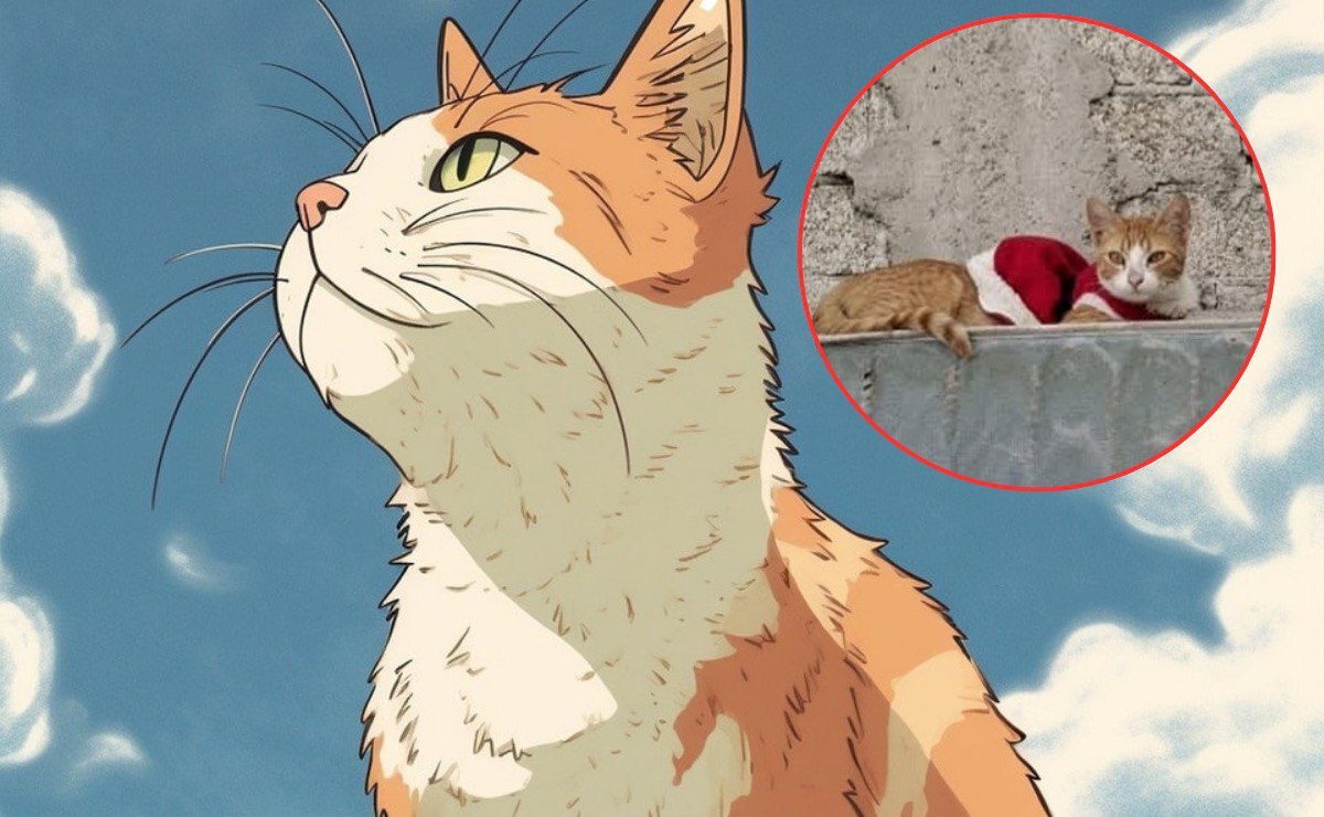 Gatito sufre abuso sexual en Tehuacán