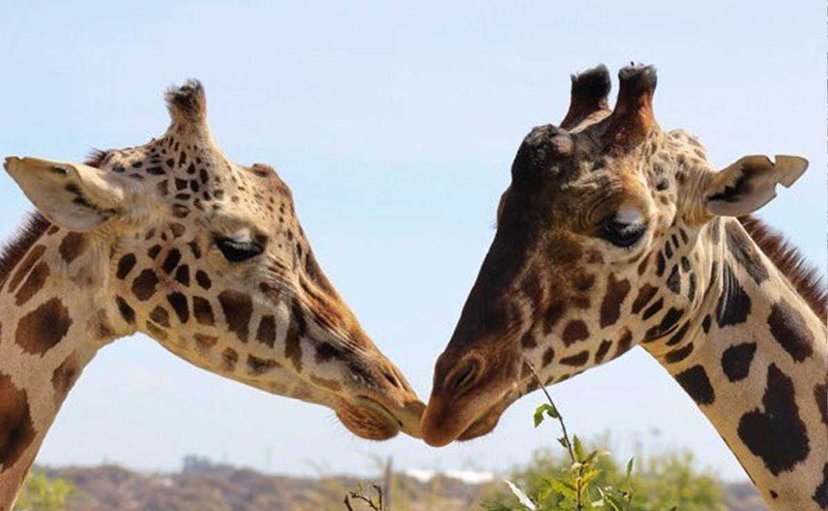 El amor entre ambos fue a primera vista | X Africam Safari