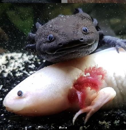 Todo lo que debes de saber para tu visita al Acuario Michin Puebla