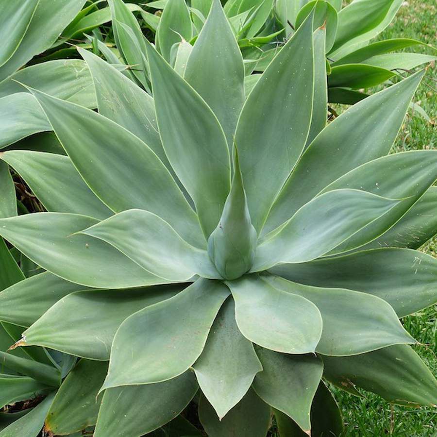 Cuidados esenciales para el Agave. Fuente: Freepik.
