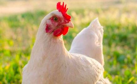 Refuerzan alerta sanitaria en Tehuacán-Tecamachalco por influenza aviar