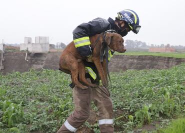 El rescate de los perros Spike y Spay en el socavón de Puebla en fotos y video