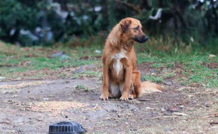 Lanzan petición en change.org para salvar a 100 perros del basurero de Puebla 
