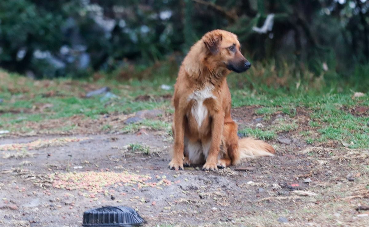 Lamentablemente en Puebla hay una gran población de animales callejeros | Foto: Agencia Es Imagen para El Universal Puebla