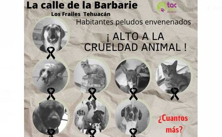 Maltrato animal indigna en Tehuacán: envenenan a 16 lomitos y michis